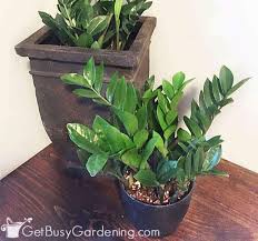 There are plants that grow without sunlight, they need indirect exposure, some even thrive in fluorescent light and here in this article we've listed some of the best plants to grow indoors. 20 Fantastic Low Light Indoor Plants Houseplants That Love The Dark