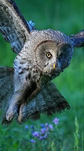 Welcome special guest Ruddy Kingfisher, nickname Ferrari, arrived Taiwan,  歡迎外號法拉利的稀有過境鳥赤翡翠來到台灣💐