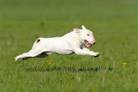 Bull Terrier Kopek Irki 19 Yuzyilda Bir Dovus Kopegi Olarak Gelistirilmistir