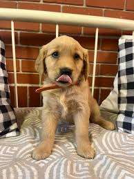 9 weeks old ready to go home today! Paynesville Mn Akc golden retrievers!