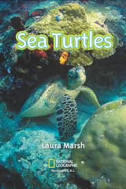 While most individuals weigh about 300 to 400 pounds (136 to 181 kilograms), some can be as heavy as 440 pounds (204 kilograms). National Geographic Kids Readers Sea Turtles Level 2