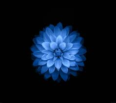 Samsung Wallpaper Google Search Blue Flower Wallpaper Iphone 5s Wallpaper Hd Flower Wallpaper