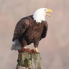 Two loose goldens in nanuet in the hamlets