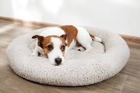 Discover why this might be the case and what you can do about it! Dog Diarrhea Causes Treatments More Tractive Blog