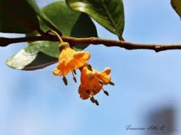 Image result for Berchemia discolor