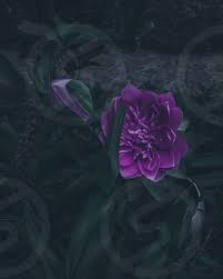 We did not find results for: Dark Purple Flowers By Gerardo Perez Photo Stock Snapwire