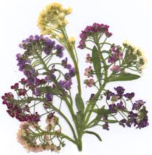 Especially with the introduction of modern drying techniques and chemicals, pressed flowers are retaining their natural colors a lot better. Natures Pressed Flowers Company Profile Products Deals Specials And Promotions