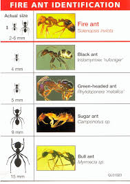 Ant Pest Control Green Pest Control