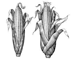 Corn Illustrations By Steven Noble In A Scratchboard Style Corn Drawing Scratchboard Illustration Scratchboard Art