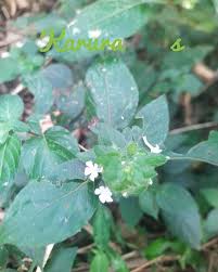 Image result for Asystasia mysorensis