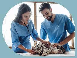 Learn how to write a standout veterinary assistant job description with this guide. Veterinary Assistant Job Description Top Nursing School