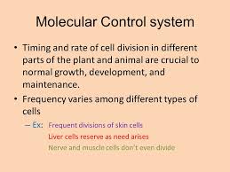 We did not find results for: Cell Cycle Control System Ppt Download