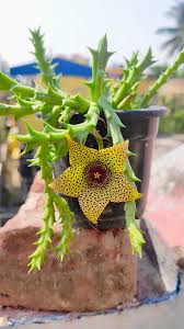 Image result for Emilia schinzii