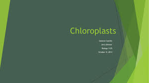 Why do plant cells need chloroplasts. Chloroplasts