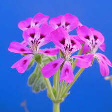 Image result for Pelargonium luridum