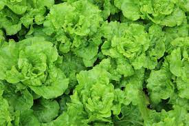 The only real key to remember is to harvest lettuce in the morning before the sun's heat has made the leaves limp and less juicy. How To Plant Grow And Harvest Lettuce