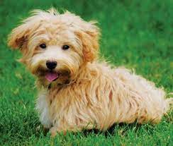 Maltese Golden Retriever Mix Best Dog Breeds Dog Breeds Bear Dog Breed
