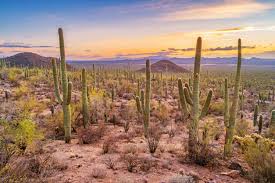It is this sugar which protects cactus from drying in deserts and retaining water as trehalose has a. 132 Types Of Cacti A To Z Photo Database Home Stratosphere