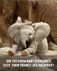 Just like human babies suck their thumbs, baby elephants suck their trunks  for comfort! 🐘💛 Nature never stops being amazing, does it? Tag someone  who needs a little dose of cuteness today!
