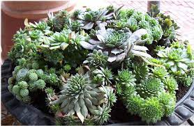 Items came exactly as shown except shipped bare root. Seedlings India Cactus Succulents Online Buy Cactus Succulents Online In India Seedlings India