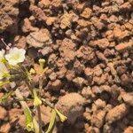 Image result for Commicarpus helenae