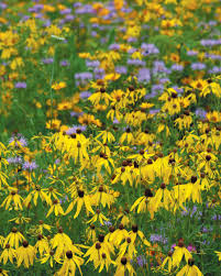 We did not find results for: Ohio S Pollinators And What To Grow For Them In Your Garden Edible Columbus