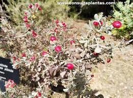 Image result for Searsia dentata