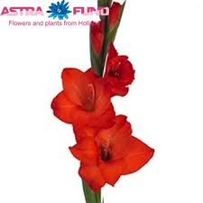 Image result for Gladiolus magnificus
