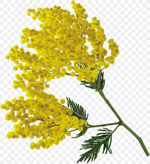 I heard two different stories. Acacia Dealbata Flower Torta Mimosa International Women S Day Png 2450x2684px Acacia Dealbata Acacia Pycnantha Branch Brassica