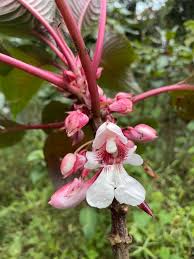 Image result for Hippocratea buchananii