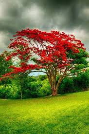 Twitter Verbluffende Natur Baum Fotografie Naturbilder