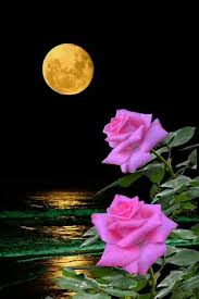 Maravillosa Imagen Flor De La Luna Luna De Amor Flores Bonitas