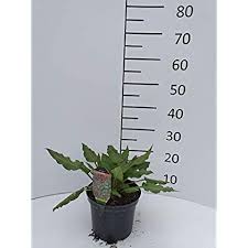 Pin Auf Gartengestaltung