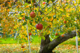 Image result for fruit tree