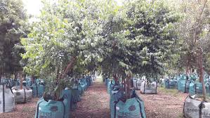 Image result for Halleria lucida