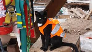 De hecho, tienen su propio hogar. Que Hacer Si Se Hacen Reformas En La Casa Adopciones Felinas Valencia