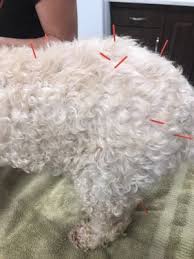 City pets vet is located in portland city of oregon state. City Pets Animal Care 1016 Jefferson St Nashville Tn Veterinarians Mapquest