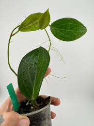 Image result for Polystachya virginea