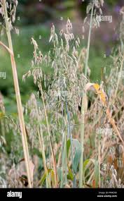 Image result for Avena byzantina