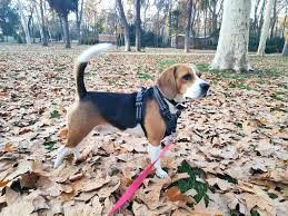 Beagle Lovers Public Group