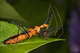 Milkweed Assassin Bug Eating Fly Zelus Longipes Bugguide Net Milkweed Bugs Assassin