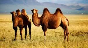 This library is very lightweight at 892 bytes minified and 467 bytes gzipped. Symbolic Camel Meaning And More On Whats Your Sign Com