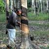 This page provides all possible translations of the word ladang in the english language. Https Encrypted Tbn0 Gstatic Com Images Q Tbn And9gcre5mzmlu7rmgw Ch9dadn8m2u2rwabqmvy8j2zkrxck0n8v6wb Usqp Cau