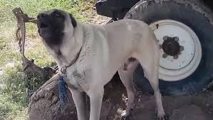 Kangal Kopegi Anadolu Aslani Coban Kopegi Havlamasi Sesleri Videolar Izlesene Com