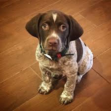 Our 8 Week Old German Wirehaired Pointer Gwp German Wirehaired Pointer Dogs Animals