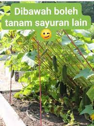 Berikut contoh gambar desain model atap rumah minimalis sederhana dan mewah terbaru sebagai inspirasi anda untuk memilih atap rumah yang sesuai dengan keinginan anda untuk mewujudkan rumah idaman anda. Nak Tanam Sayur Jenis Menjalar Di Tepi Rumah Ada Triknya Untuk Lebih Jimat Ruang Keluarga