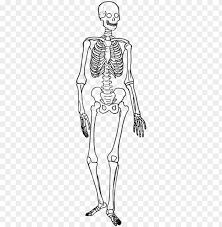 Human Skeleton Diagram Trace Skeletal System Diagram