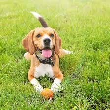 Maybe you would like to learn more about one of these? Bark Park Dog Day Care Boarding Billings Mt