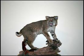 Bobcat Mount Ideas