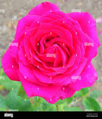 Rosa stephens big purple hi-res stock photography and images